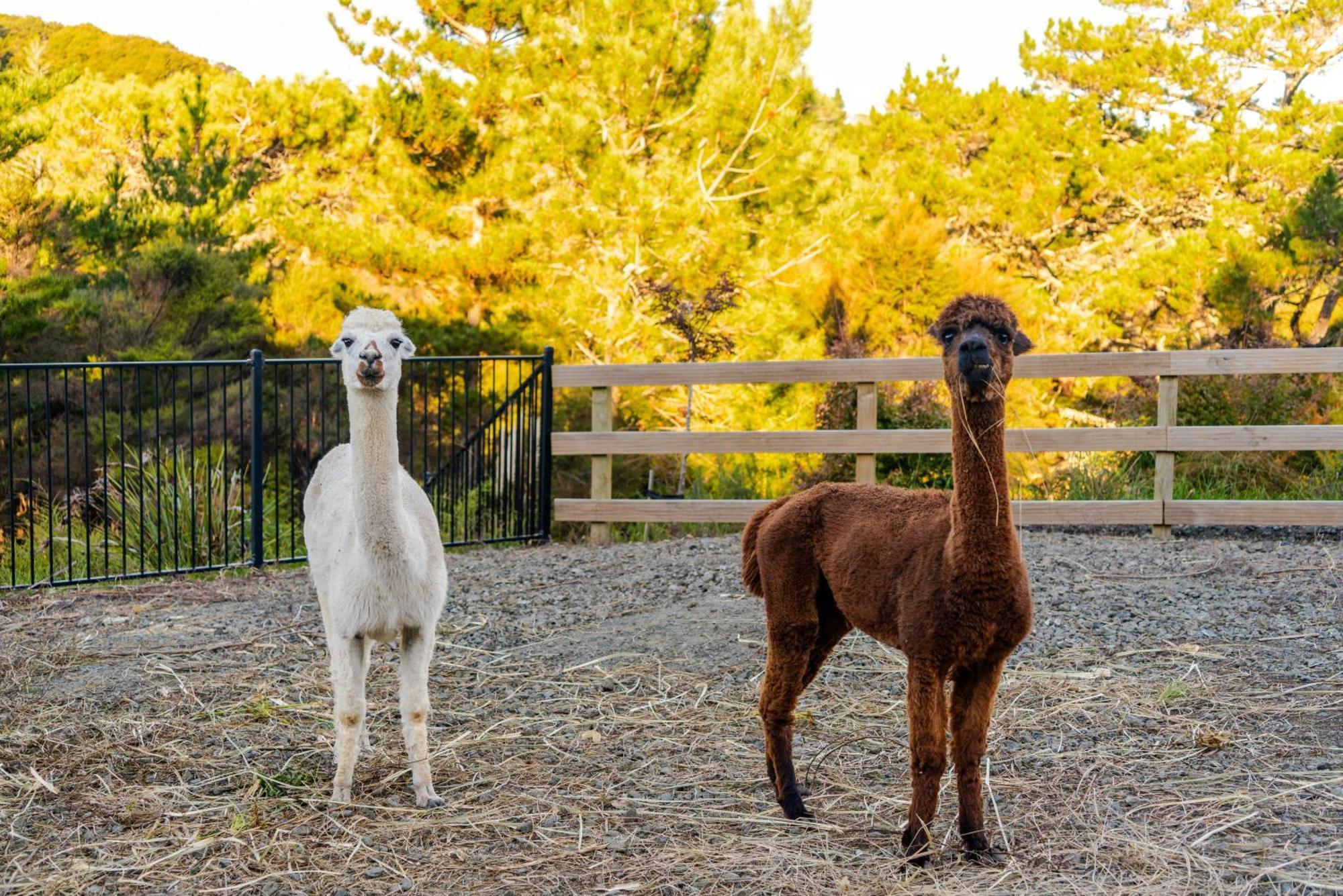 شقة Alpaca Manor أوكلاند المظهر الخارجي الصورة