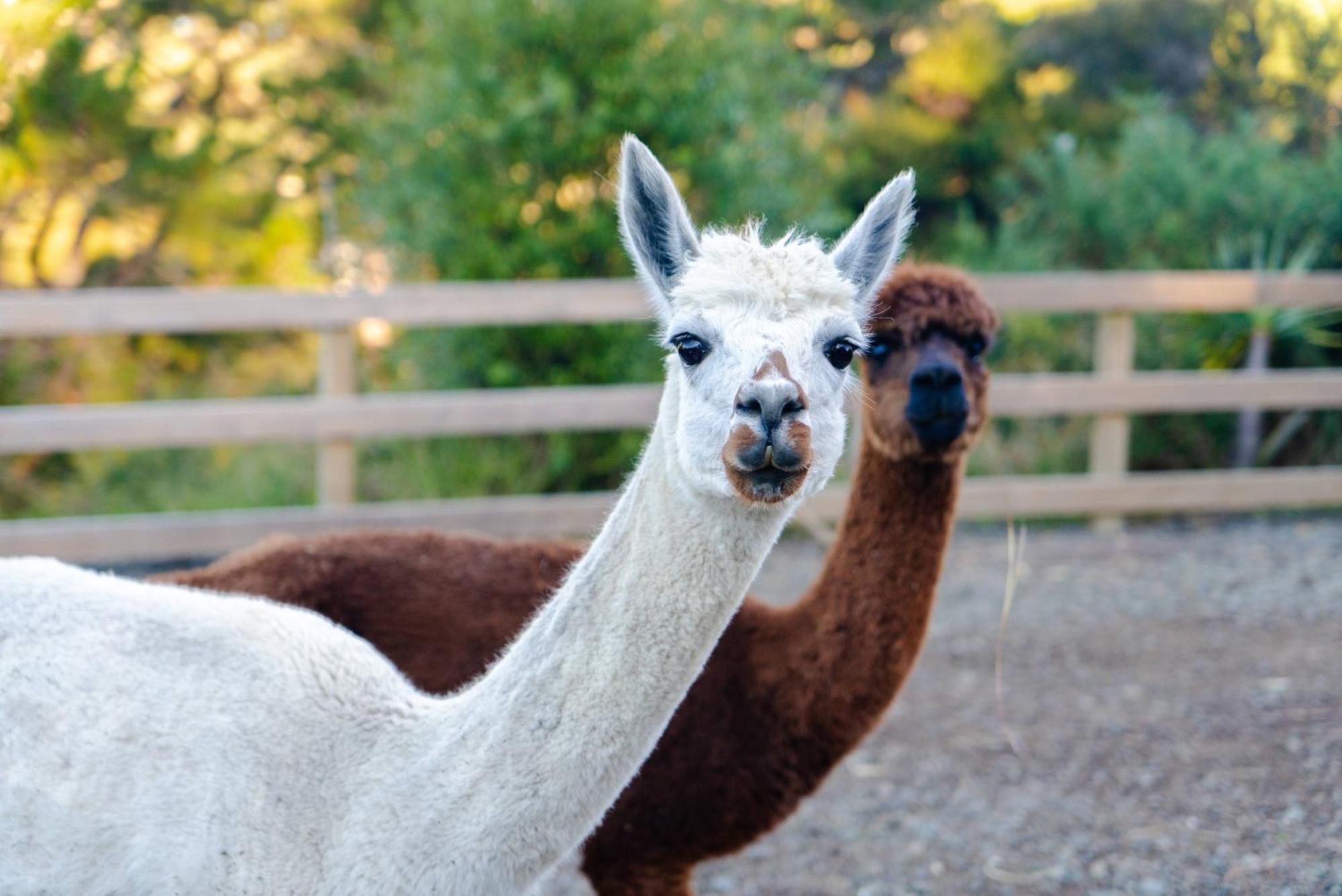 شقة Alpaca Manor أوكلاند المظهر الخارجي الصورة