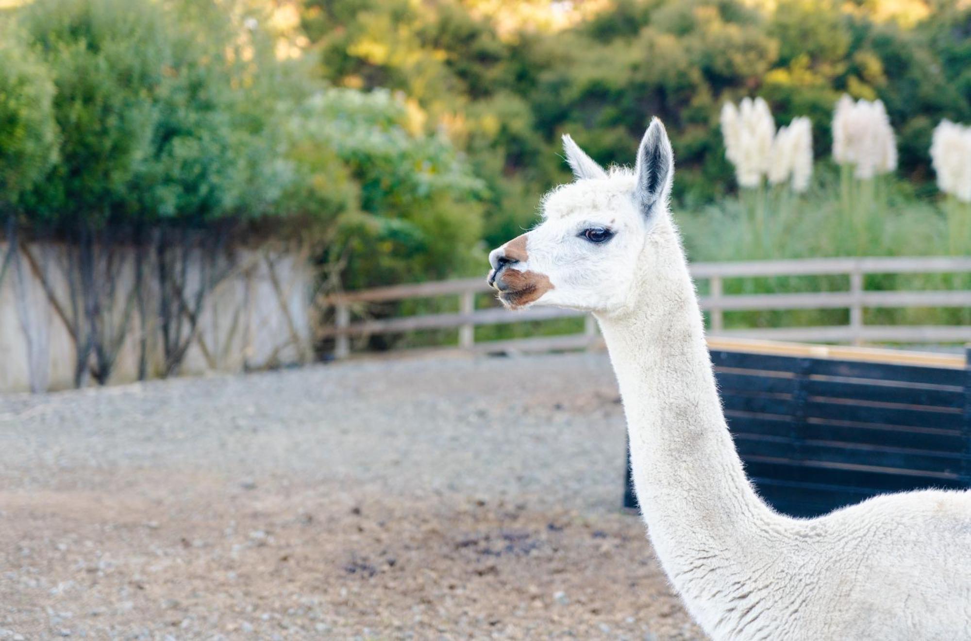 شقة Alpaca Manor أوكلاند المظهر الخارجي الصورة