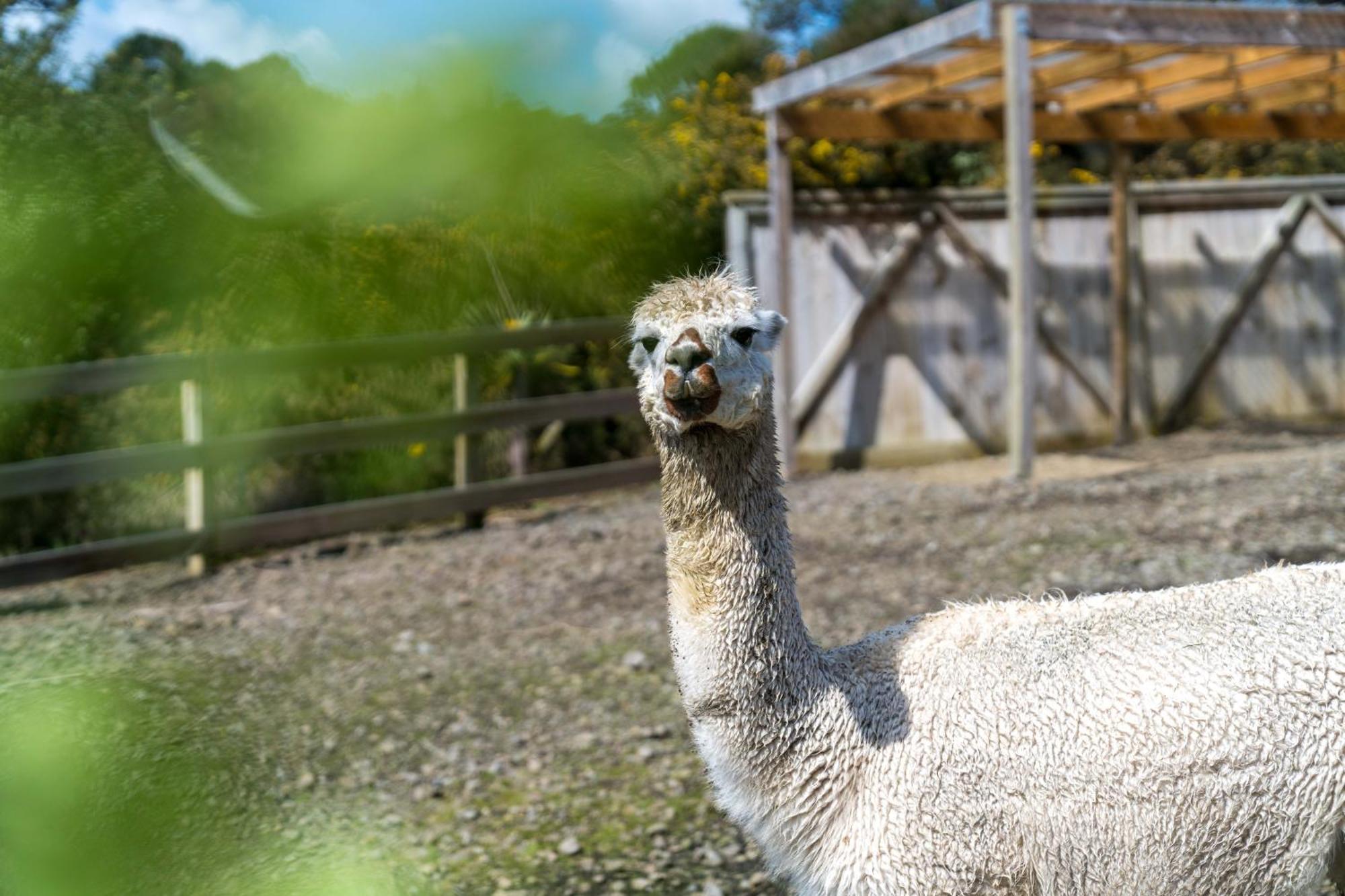 شقة Alpaca Manor أوكلاند المظهر الخارجي الصورة